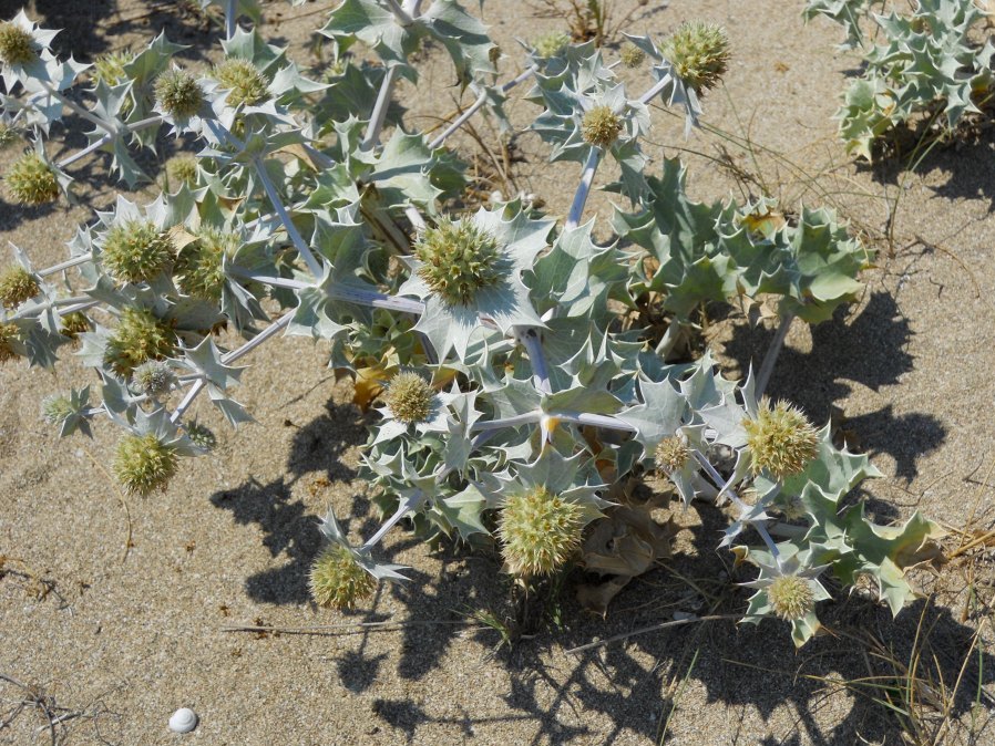 Eryngium maritimum